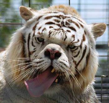 Kenny The Inbred White Tiger
