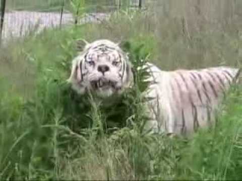 Kenny The Inbred Tiger