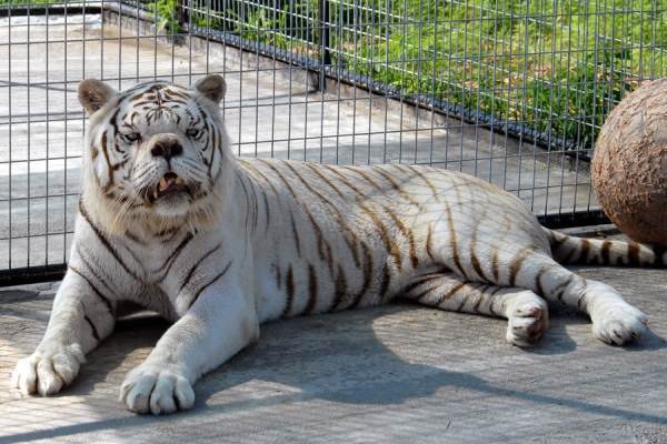 Retarded White Tiger