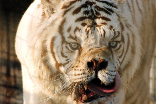 White Lion With Down Syndrome