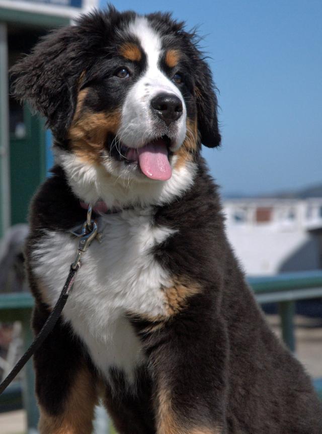 Adorable Bernese Mountain Puppy Photograph