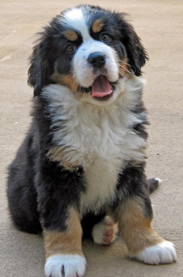 Adorable Bernese Mountain Dog Puppy Picture