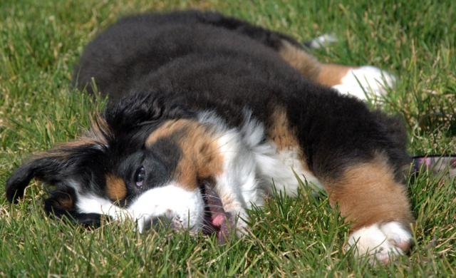 Cute Bernese Mountain Dog Puppy Photo