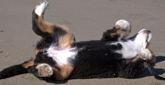 Adorable Bernese Mountain Dog Pic