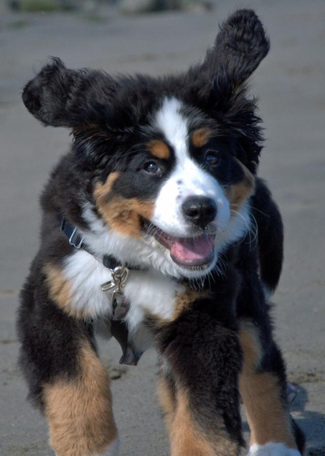 Aww Bernese Mountain Dog