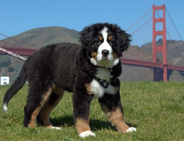 Adorable Bernese Mountain Dog Puppy Pics