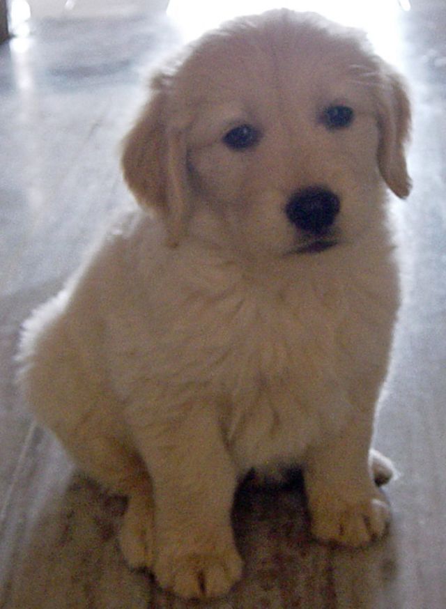 Adorable Golden Lab Puppy