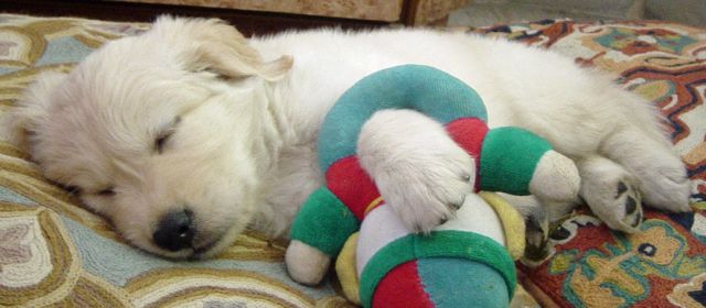 Cutest Golden Retriever Puppy Ever