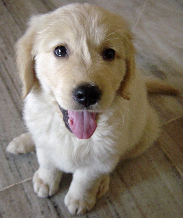 Cutest Golden Retriever Puppy Is Happy