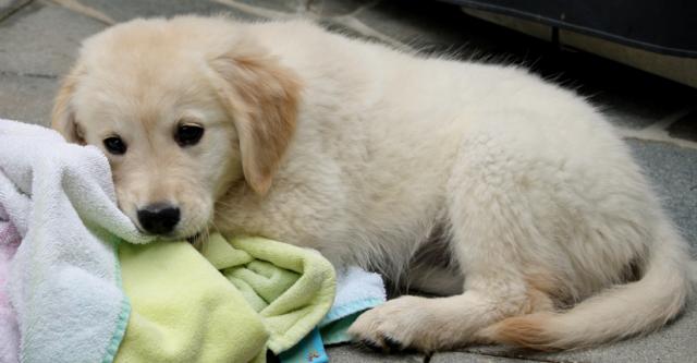 Baby Golden Retriever