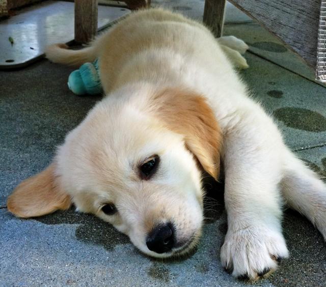 Cute Golden Retriever Puppy