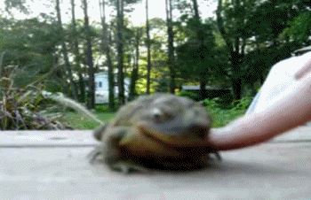 content-frog