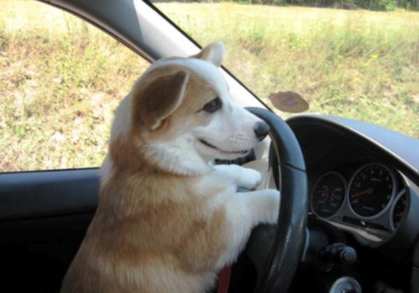 Little Corgi Goes Out For A Ride