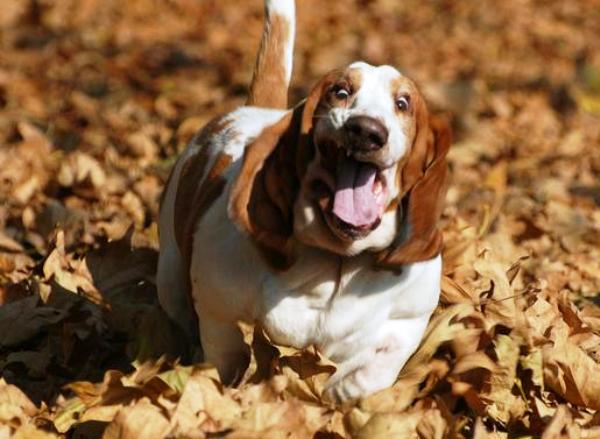 Basset Hounds Running In Leaves