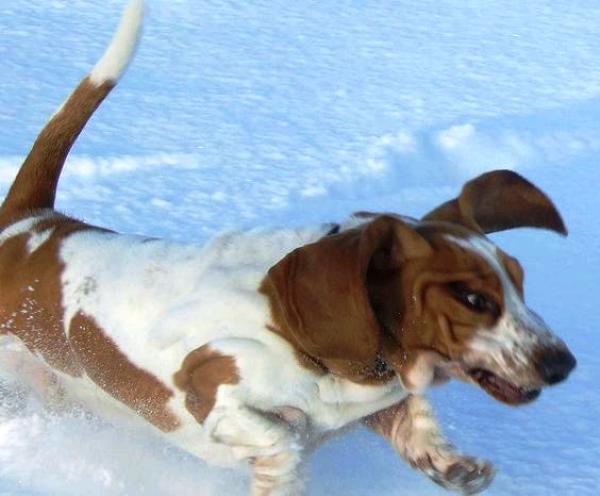 Basset Hound Running In The Snow Hilarious Photograph