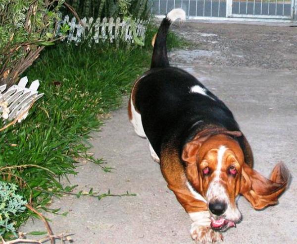 Droopy Basset Hound Sprints Photo