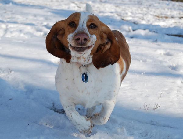 Basset Hound Smiles And Runs Photo