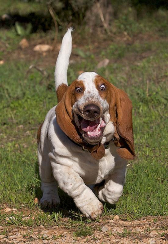 Hilarious Photographs Of Basset Hounds Running Picture