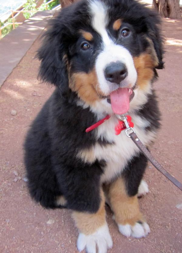 Bernese Mountain Dog Puppy