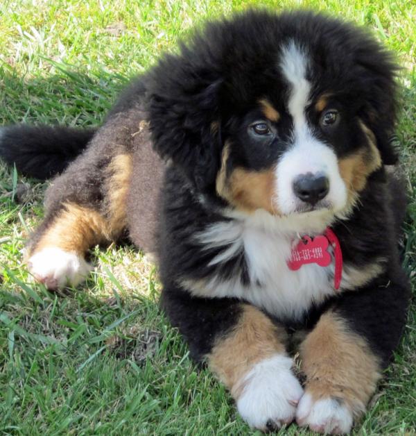 Bernese Mountain Dogs