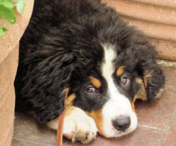 Cute Bernese Mountain Dogs