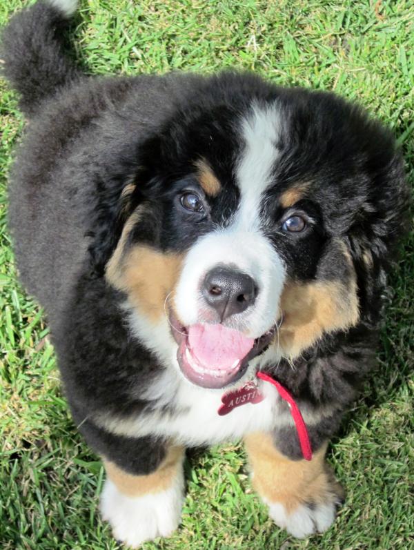 Bernese Mountain Dogs Puppy