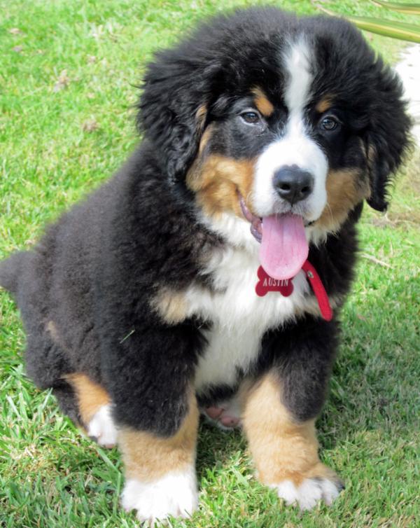 Bernese Mountain Dog Photo