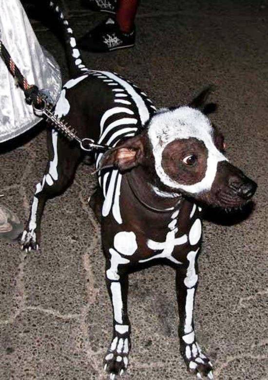 Dog Dressed As A Skeleton For Halloween