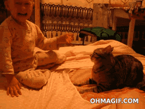 Dont Mess With Cats GIF