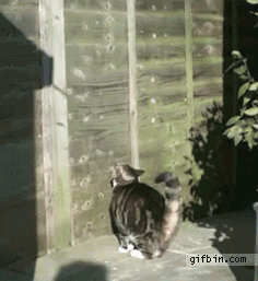Ninja Cat Wall Climb