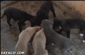Up Up And Ut Oh Puppies GIF