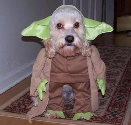 Dog Dressed As Yoda