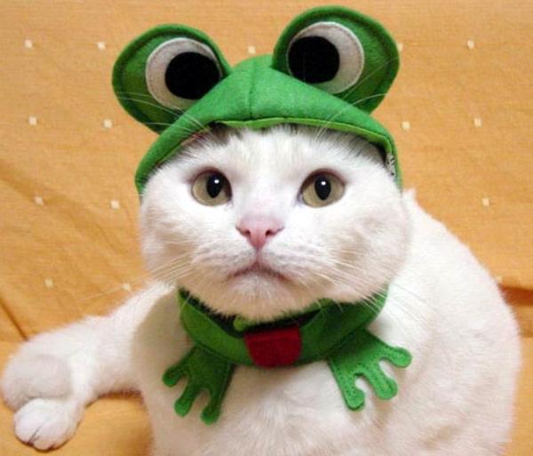 Cat in Frog Costume