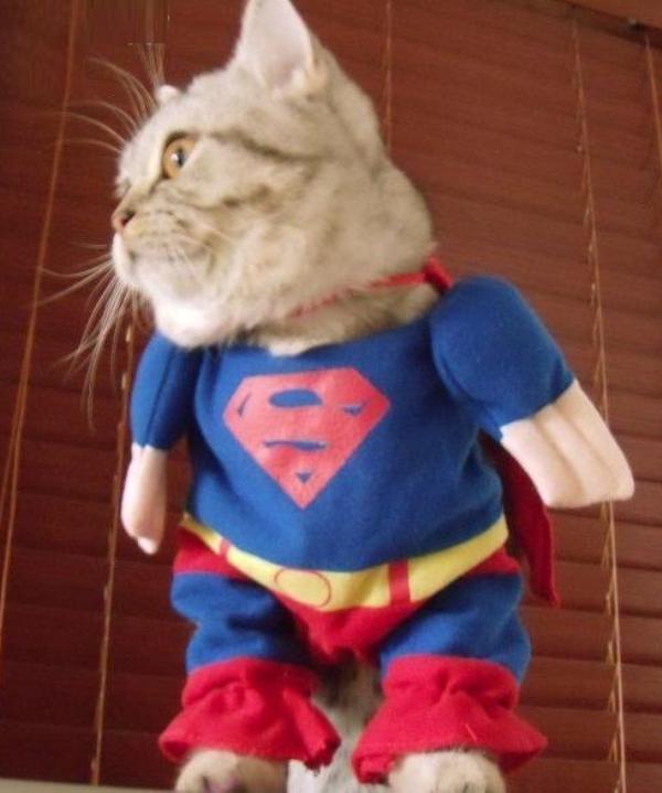 Super Cat