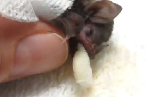 Baby-Bat-Rescue