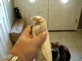 Dog Scarfs Down A Burrito