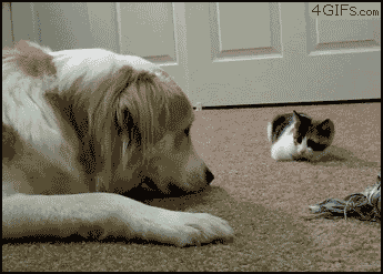 Kitten Boops Big Dog GIF