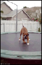 Boxer Puppy Loves Trampoline GIF