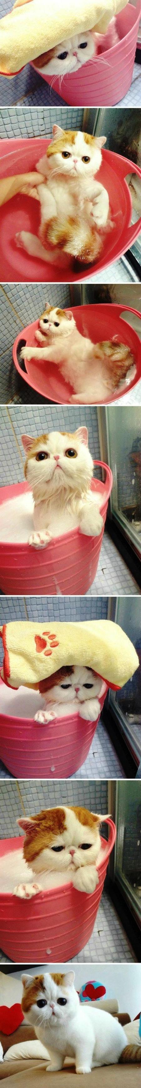 Cutest Cat Bath Ever