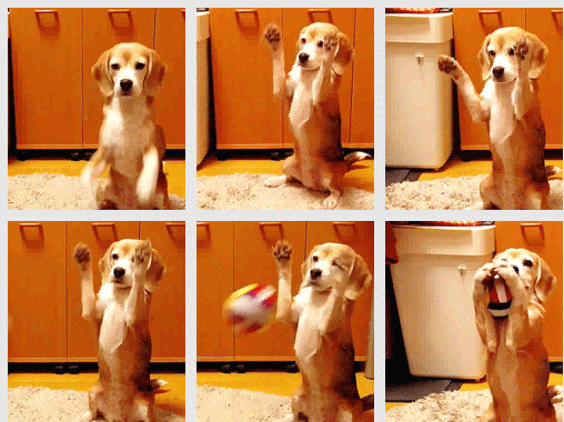 First You Don't Succeed Dog GIF