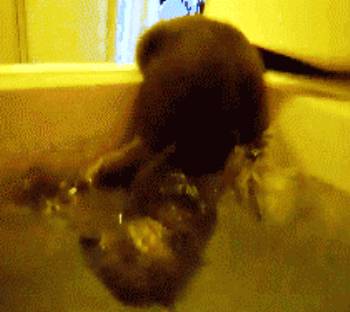 cat-bath-water