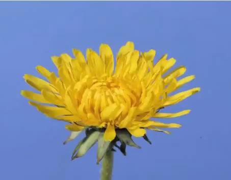dandelion-time-lapse