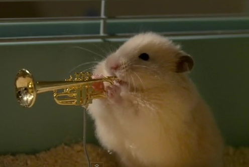 jazz-hamsters