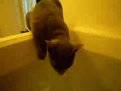 Funny Cat GIFs Cat Meets Bath Water