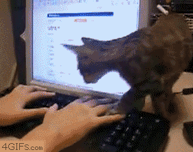 Cat Sits On Laptop