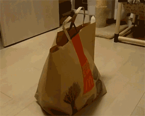 Image result for cats out of the bag gif