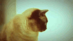 3D Cat GIF