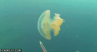 Jellyfish Trail With Green Dye GIF
