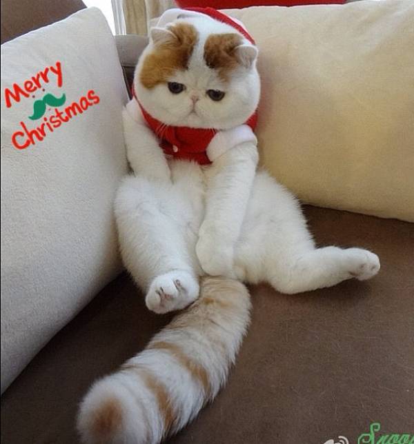 Cutest Cat Ever Christmas