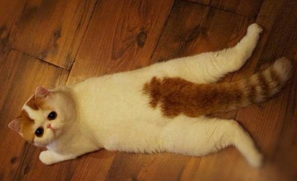 Cutest Cat Ever Tail Picture